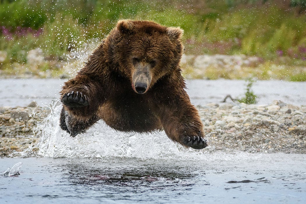 large-Grizzly-Bear-photo