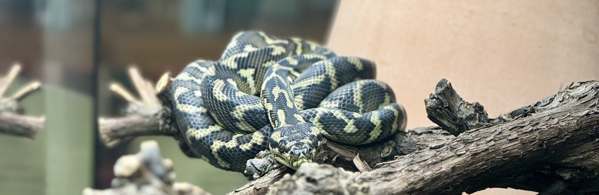 nagini_1